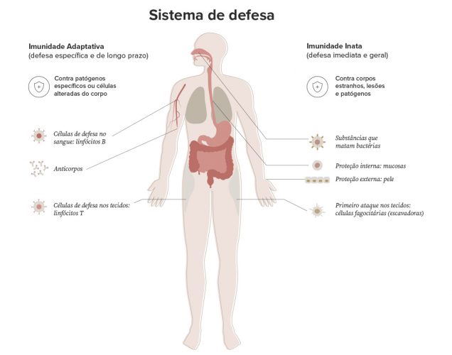 Infográfico com o funcionamento do sistema de defesa do corpo, com a imunidade adaptativa vs imunidade inata