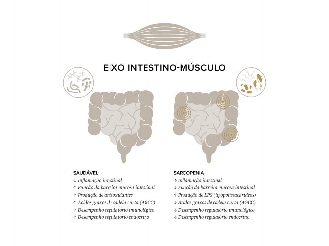 Infográfico que mostra o funcionamento do eixo intestino-músculo
